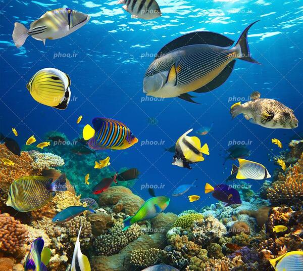عکس دریا با ماهی