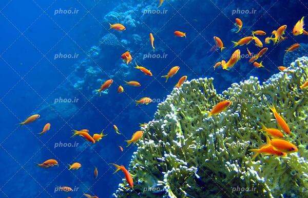 عکس دریا با ماهی