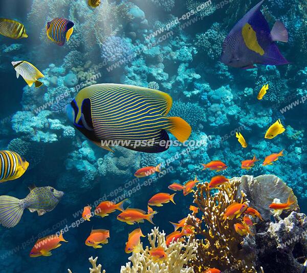 عکس دریا با ماهی