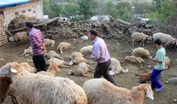 عکس گرگاس واقعی در ایران