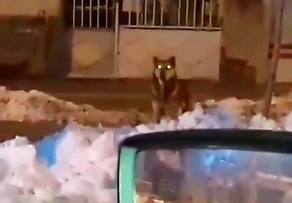 عکس گرگاس واقعی در ایران