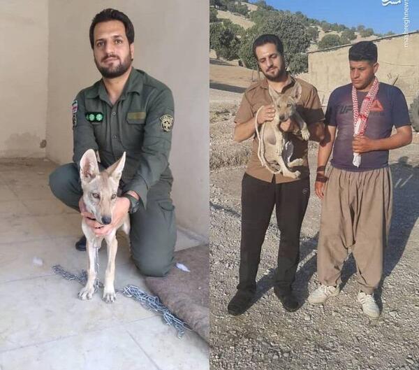 عکس گرگاس واقعی در ایران