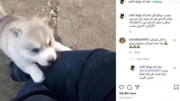 عکس گرگاس واقعی در ایران