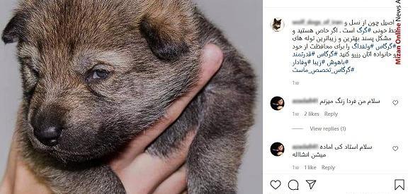 عکس گرگاس دیزیچه