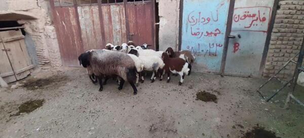 عکس گرگاس در شهر دیزیچه