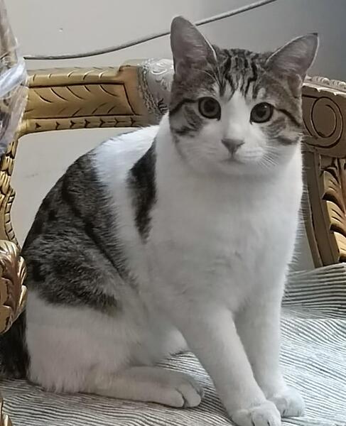 عکس گرگاس در شهر دیزیچه