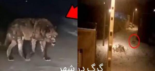 عکس گرگاس در شهر دیزیچه