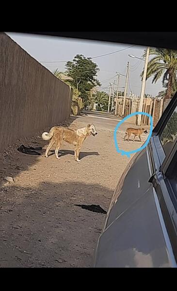 عکس گرگاس در شهر دیزیچه