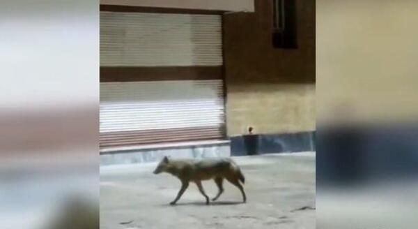 عکس گرگاس در طبس