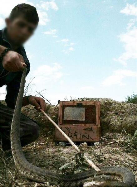 عکس گرگاس در شبستر