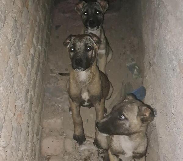 عکس گرگاس در شبستر