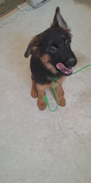 عکس گرگاس در شبستر