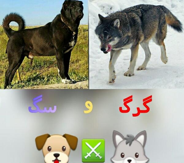 عکس توله سگ گرگاس