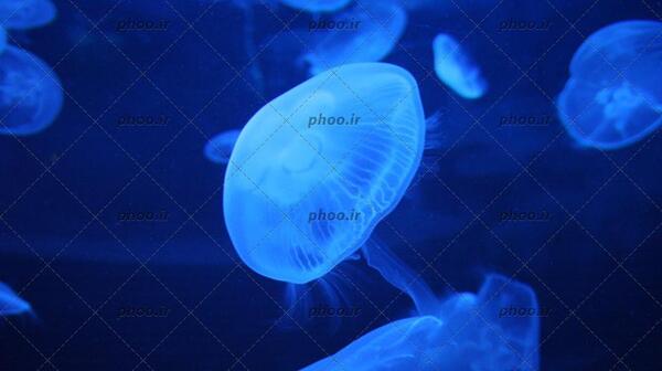 عکس عروس دریایی آبی