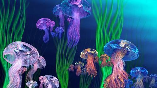 عکس عروس دریایی آبی