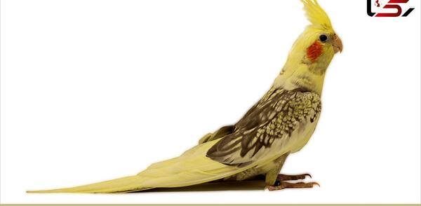 عکس پرنده عروس پاریس