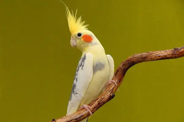 عکس پرنده عروس هلندی