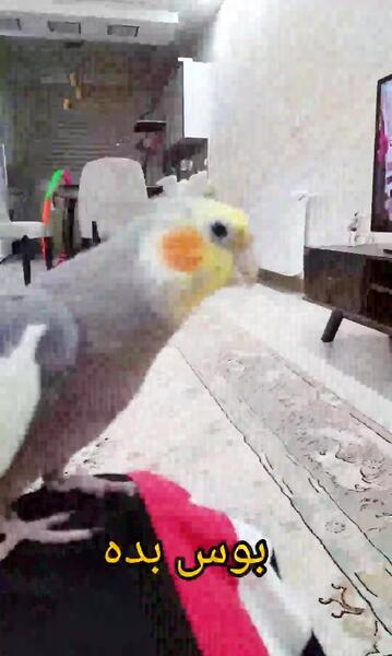 عکس پرنده عروس هلندی سخنگو