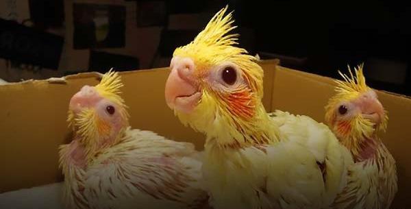 عکس پرنده عروس هلندی سخنگو