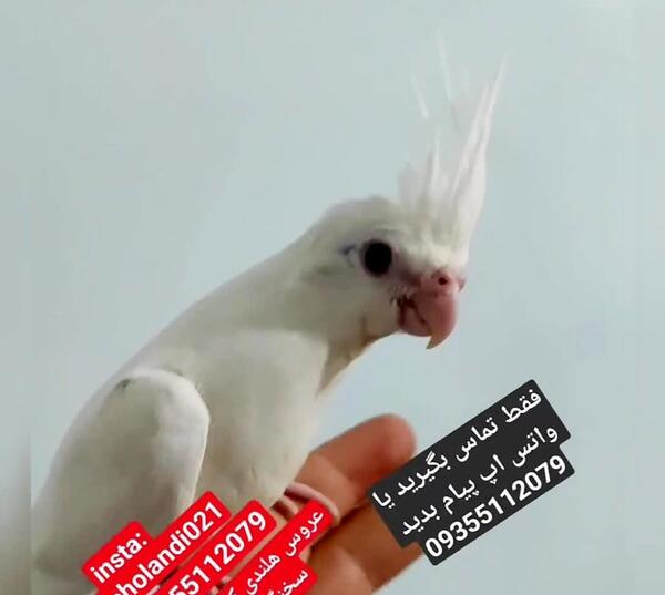 عکس پرنده عروس هلندی سخنگو