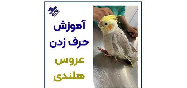 عکس پرنده عروس هلندی سخنگو