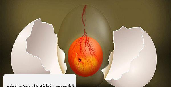 عکس جنین عروس هلندی