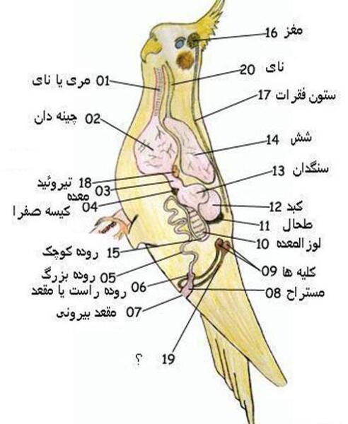 عکس جنین عروس هلندی