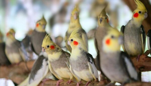 عکس عروس هلندی های کوچولو