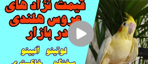 عکس عروس هلندی های کوچولو