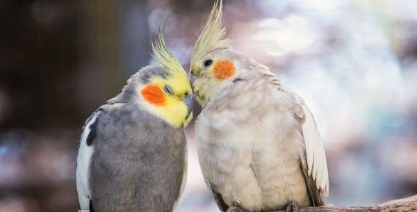 عکس عروس هلندی های کوچولو