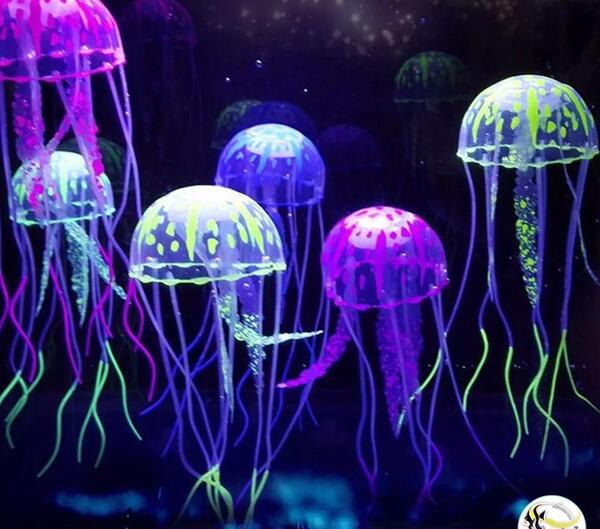 عکس ماهی عروس دریایی
