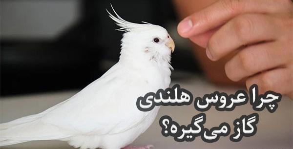 عکس ناز عروس هلندی