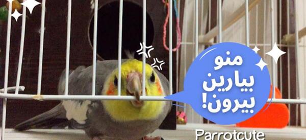 عکس ناز عروس هلندی