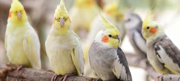 عکس عروس هلندی سفید و سیاه