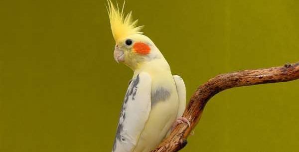 عکس عروس هلندی سفید و سیاه