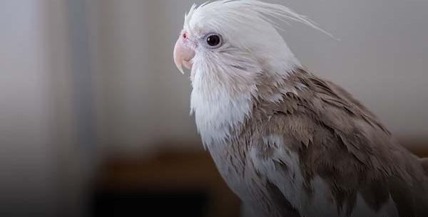 عکس عروس هلندی سفید و سیاه