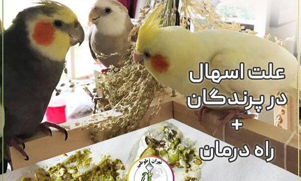 عکس عروس هلندی سفید و سیاه