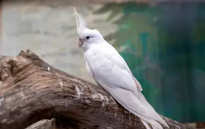عکس عروس هلندی سفید ماده
