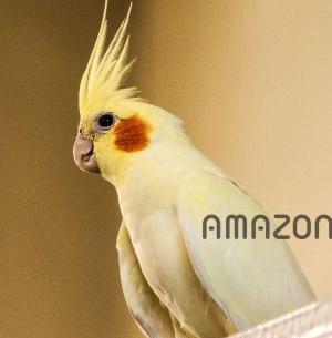 عکس عروس هلندی سفید ماده