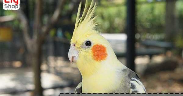 عکس عروس هلندی سفید ماده