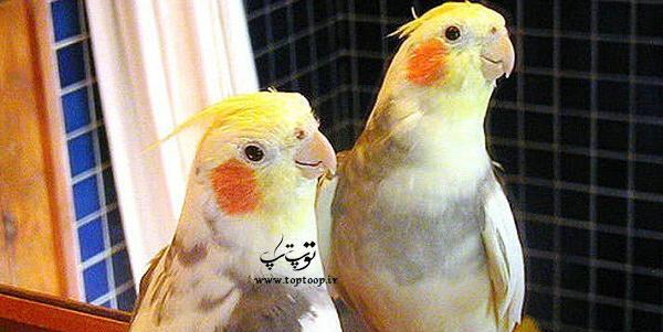 عکس عروس هلندی سفید مشکی