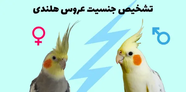 عکس عروس هلندی ماده مرواریدی