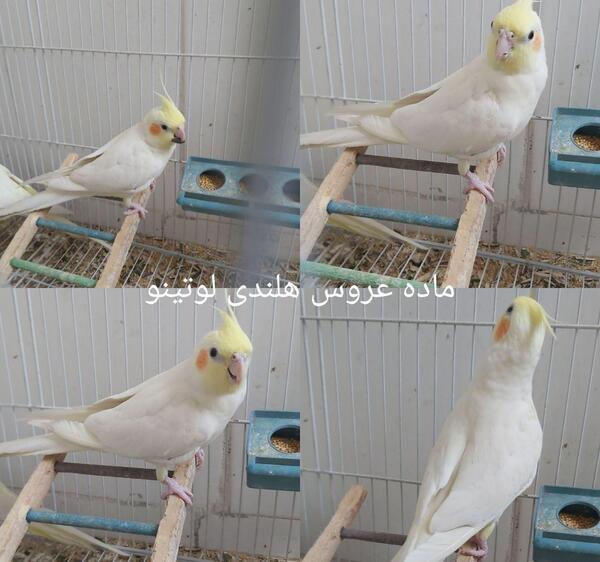 عکس عروس هلندی ماده مرواریدی