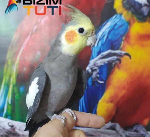 دانلود عکس عروس هلندی سخنگو