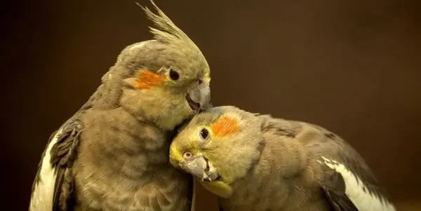 دانلود عکس عروس هلندی سخنگو
