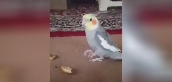 دانلود عکس عروس هلندی سخنگو