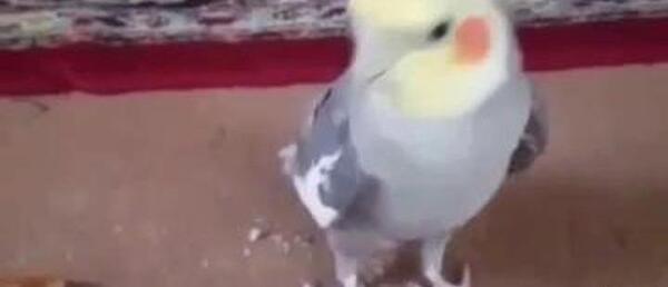 دانلود عکس عروس هلندی سخنگو