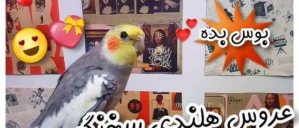 دانلود عکس عروس هلندی سخنگو