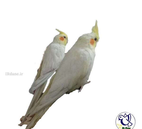عکس انواع عروس هلندی سخنگو