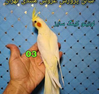 عکس انواع عروس هلندی سخنگو